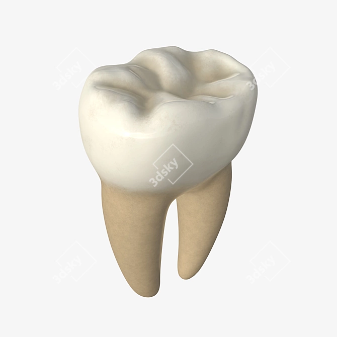 Advanced Dental Molar Geometry 3D model image 1