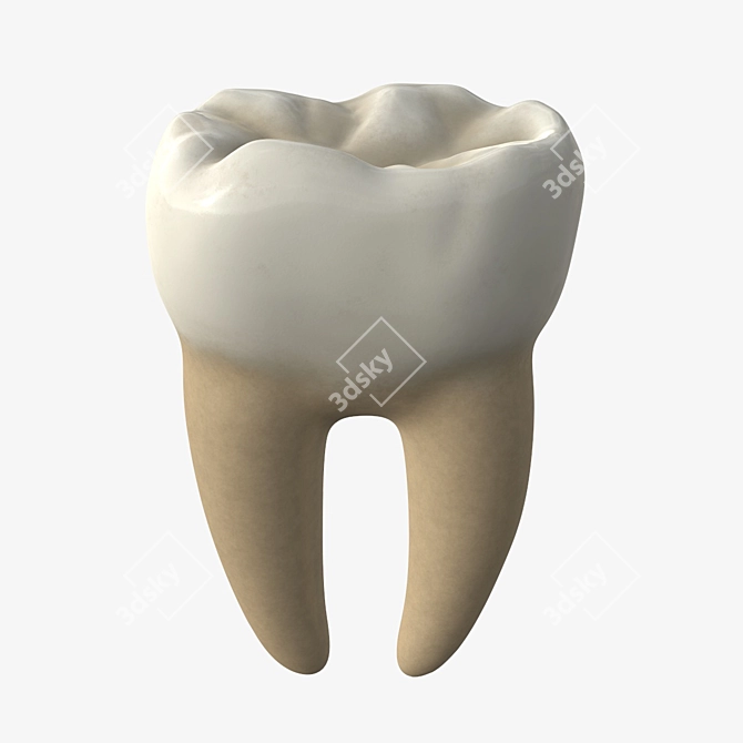 Advanced Dental Molar Geometry 3D model image 2