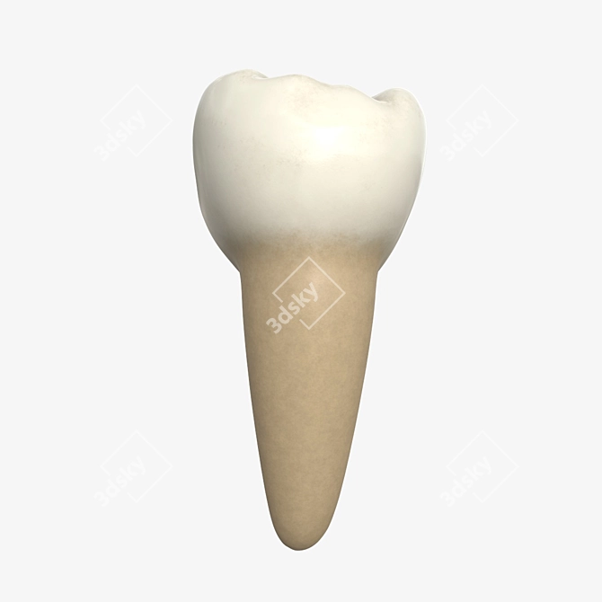 Advanced Dental Molar Geometry 3D model image 3