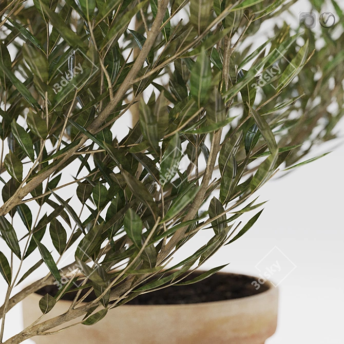 Olive Trees in Terracotta: Decorative Plant Set 3D model image 2