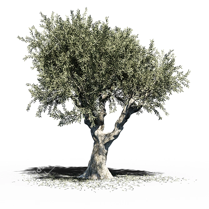 Europa Olea: Majestic Summer Tree 3D model image 1