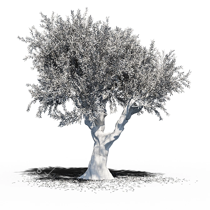 Europa Olea: Majestic Summer Tree 3D model image 2