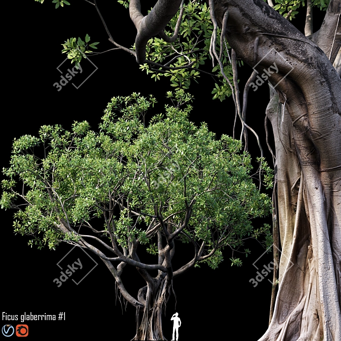 500K Ficus Tree 3D Model 3D model image 1