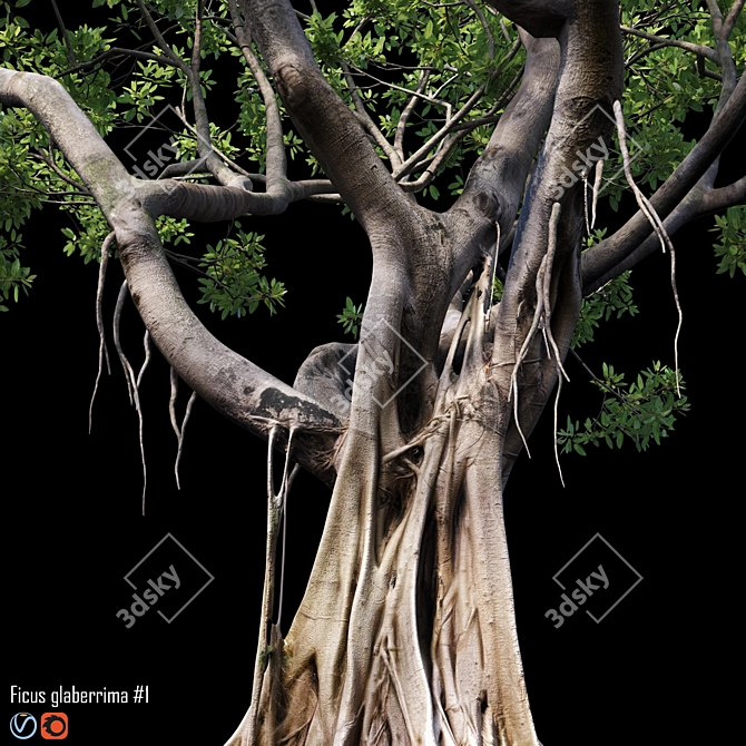 500K Ficus Tree 3D Model 3D model image 2