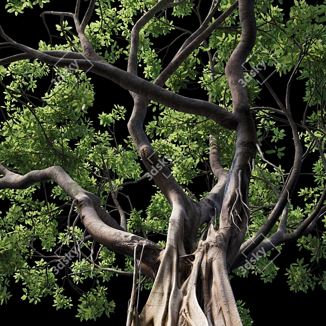 500K Ficus Tree 3D Model 3D model image 3