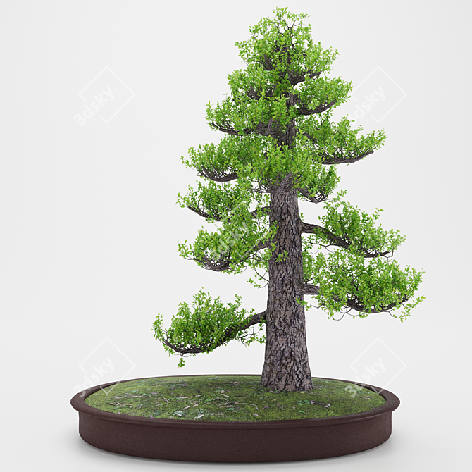 Exquisite Bonsai Tree - Lifelike & Intricate 3D model image 1