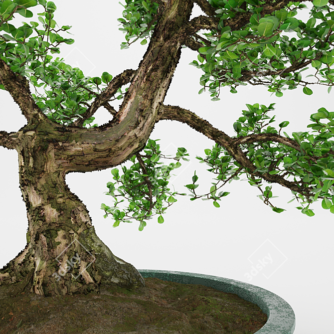 Artificial Bonsai Tree: Detailed, Textured 3D model image 2