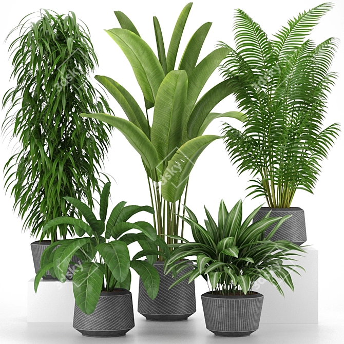 Tropical Indoor Plants Collection 3D model image 1