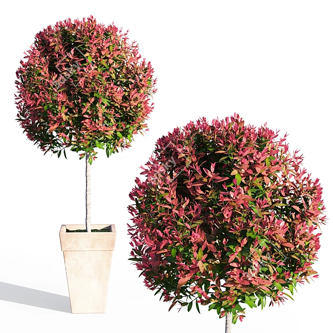 Compact Red Robin Photinia 3D model image 1