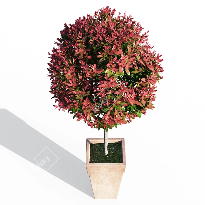 Compact Red Robin Photinia 3D model image 2