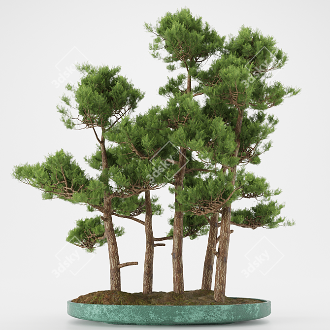 Elegant Bonsai Tree Sculpture 3D model image 1