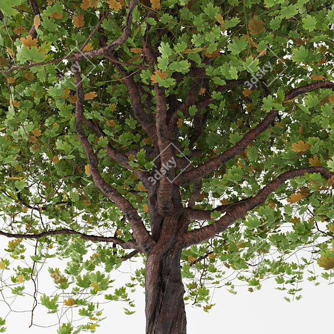 Lush Maple Tree - 10m Height 3D model image 2