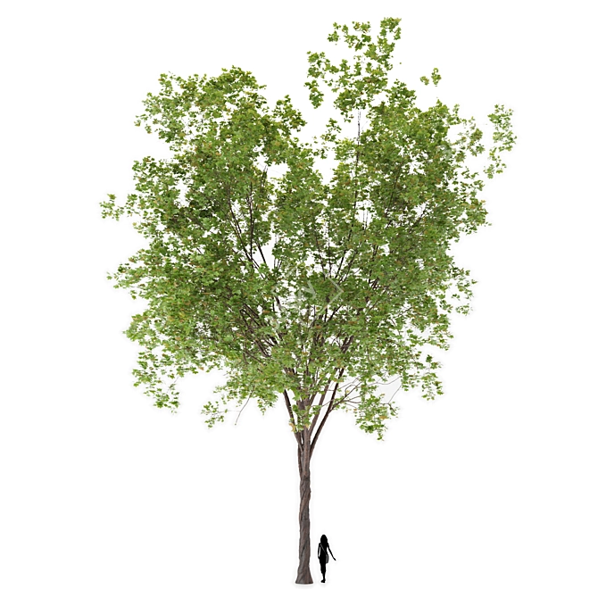  Majestic Maple Tree - 20m Height 3D model image 1