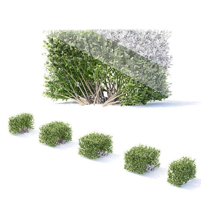 Bendable Euonymus Hedge: Varied Sizes & Textures 3D model image 2