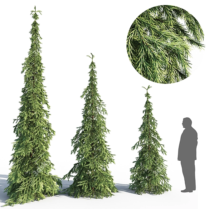 Elegant Weeping White Spruce 3D model image 1