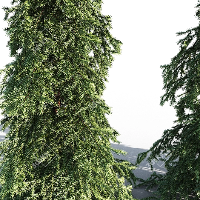 Elegant Weeping White Spruce 3D model image 3