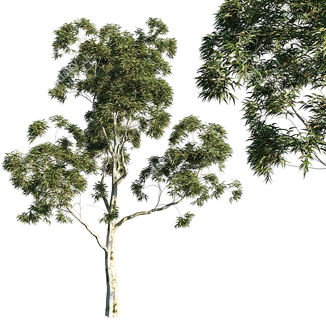 Citrus Scented Tree - Corymbia citriodora 02 3D model image 1