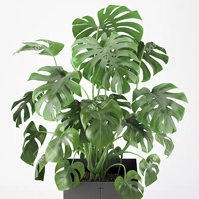 Tropical Monstera Pot Plant 3D model image 2