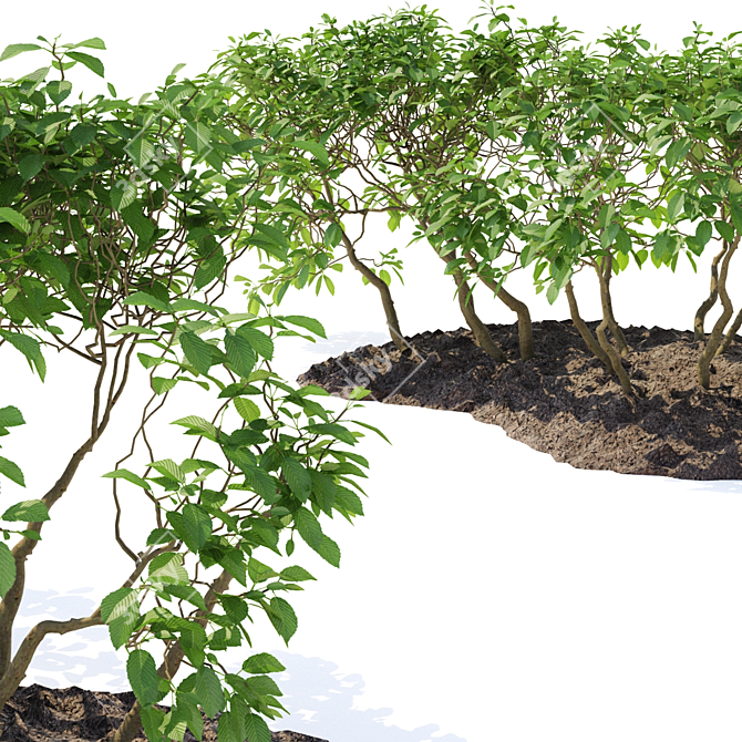 Hornbeam Topiary Shrubs | 3D Model Showcase 3D model image 3