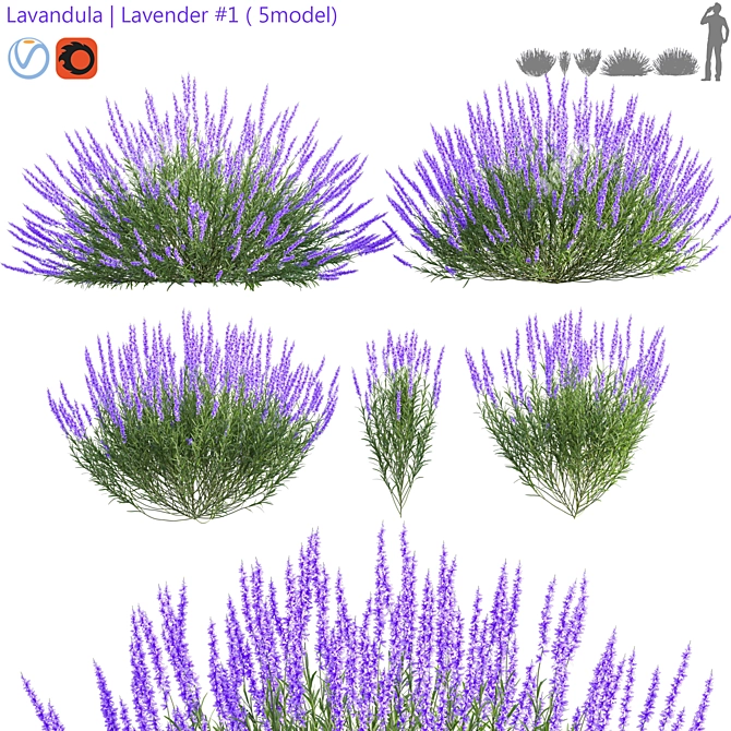 Lavandula 5model: Realistic Lavender Archive 3D model image 1