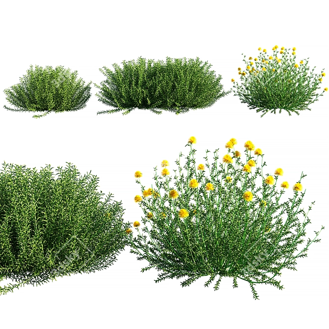 Santolina Rosmarinifolia Grass: Versatile, High-Quality 3D Model 3D model image 1