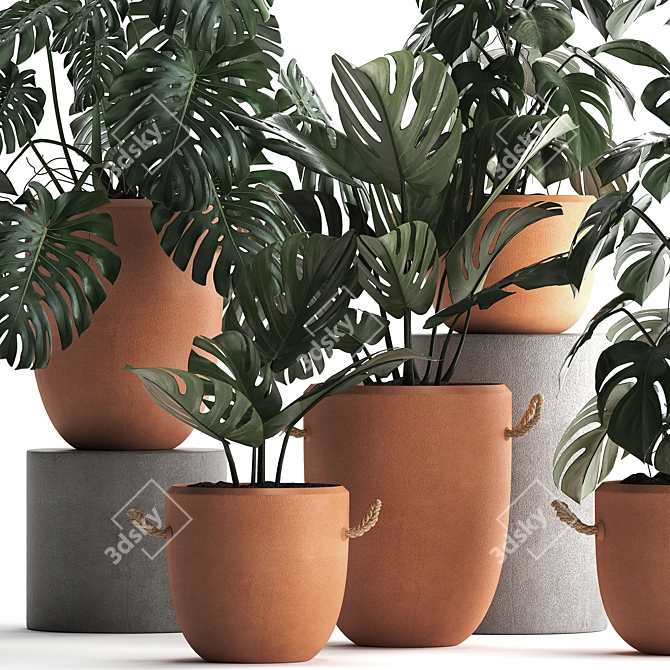 Monstera Plant Collection: Exotic Houseplants, Decorative Set 3D model image 2