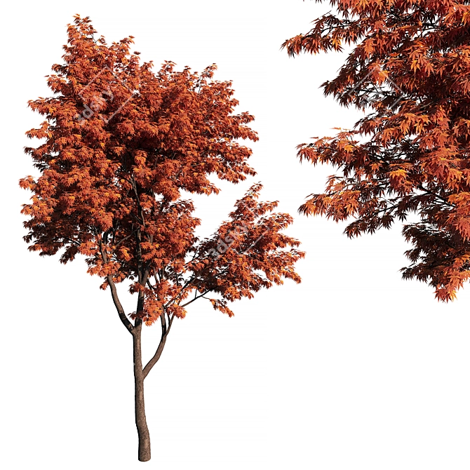 Japanese Maple 3D Model 3D model image 1