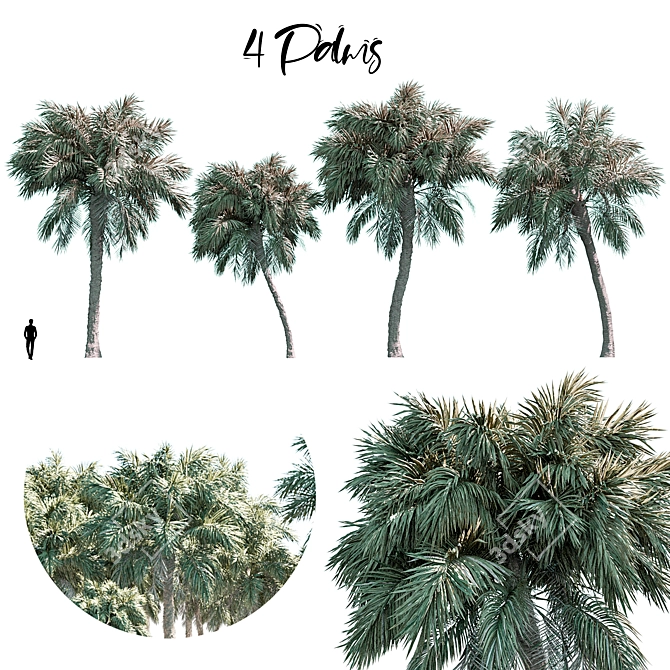 Tropical Palm Set 3D model image 1