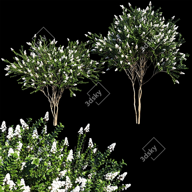 White Crape Myrtle: Elegant Blooms 3D model image 1