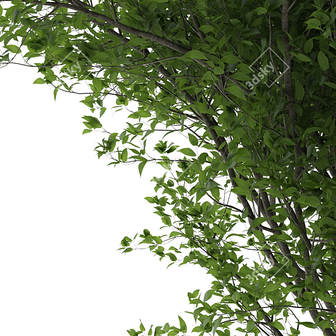 PolyTree: 5.2M Polys 3D model image 2