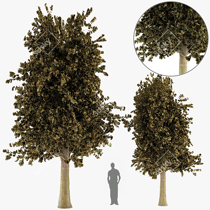 Sylvan Spruce: Two Majestic Pines 3D model image 1