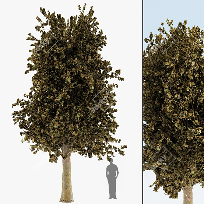 Sylvan Spruce: Two Majestic Pines 3D model image 2