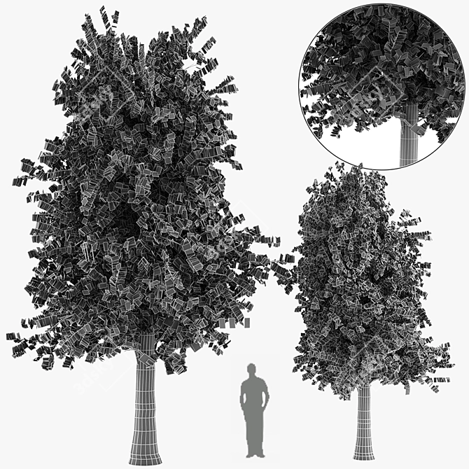 Sylvan Spruce: Two Majestic Pines 3D model image 4