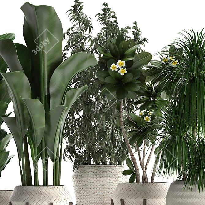 Exotic Plant Collection 425: Frangipani, Plumeria, Dracaena, Bamboo 3D model image 2