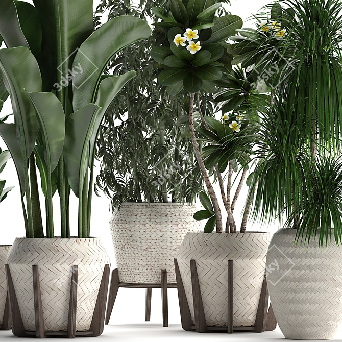 Exotic Plant Collection 425: Frangipani, Plumeria, Dracaena, Bamboo 3D model image 3