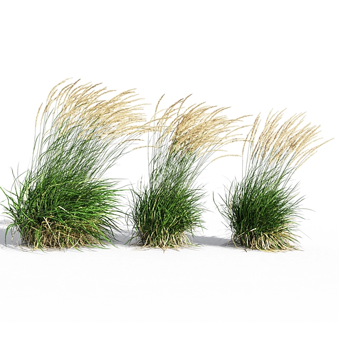 Graceful Feather Reed Grass 3D model image 1