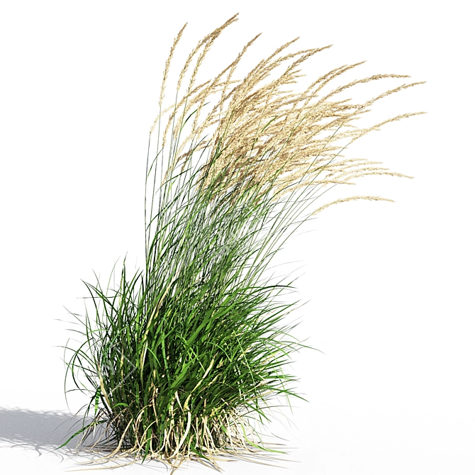 Graceful Feather Reed Grass 3D model image 4