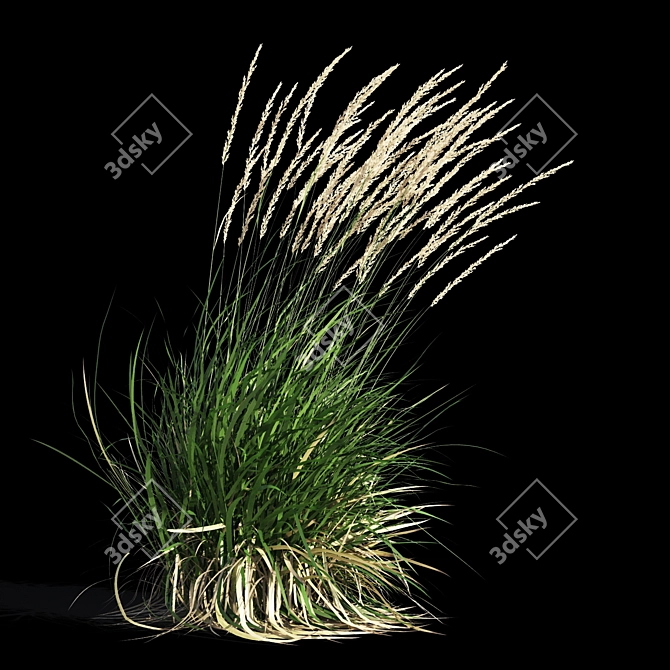 Graceful Feather Reed Grass 3D model image 6