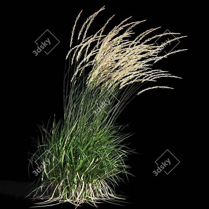 Graceful Feather Reed Grass 3D model image 7