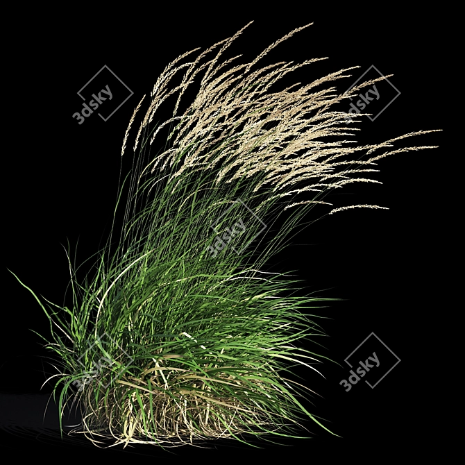 Graceful Feather Reed Grass 3D model image 8