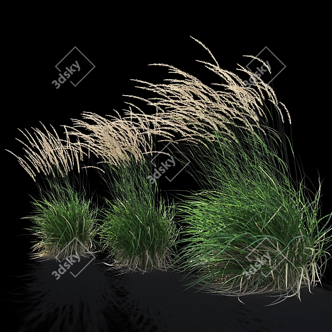 Graceful Feather Reed Grass 3D model image 9