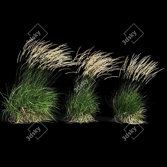 Graceful Feather Reed Grass 3D model image 10