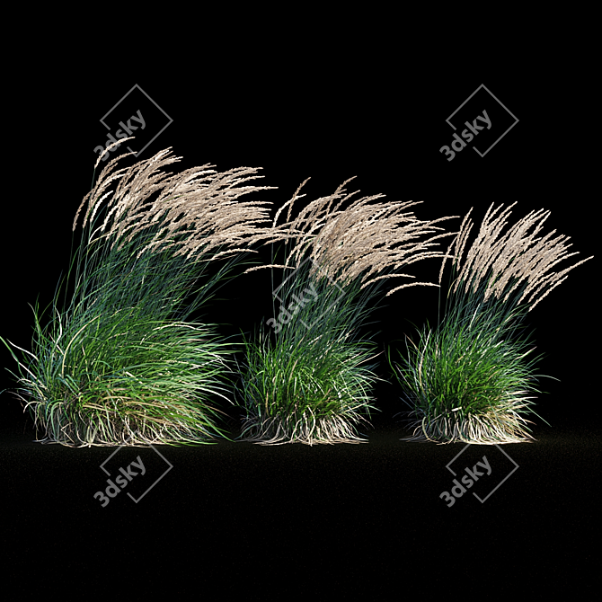 Graceful Feather Reed Grass 3D model image 11