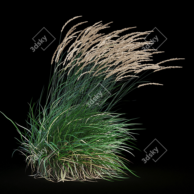 Graceful Feather Reed Grass 3D model image 13