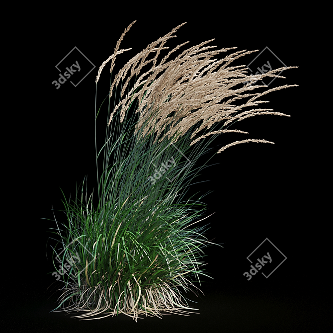 Graceful Feather Reed Grass 3D model image 14