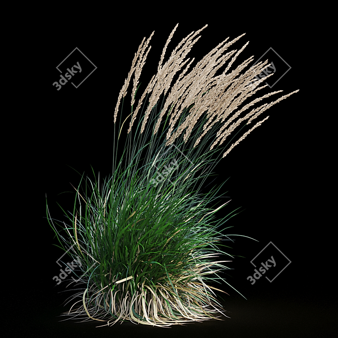 Graceful Feather Reed Grass 3D model image 15