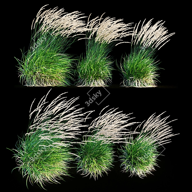 Graceful Feather Reed Grass 3D model image 16