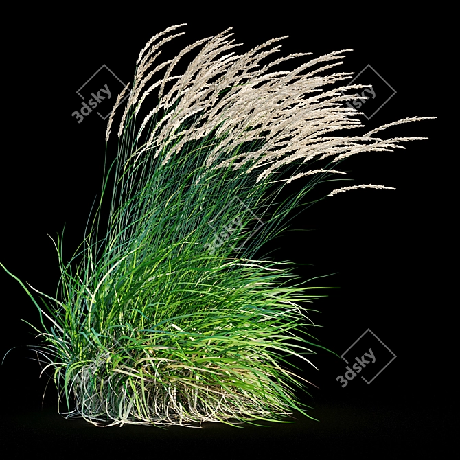 Graceful Feather Reed Grass 3D model image 18