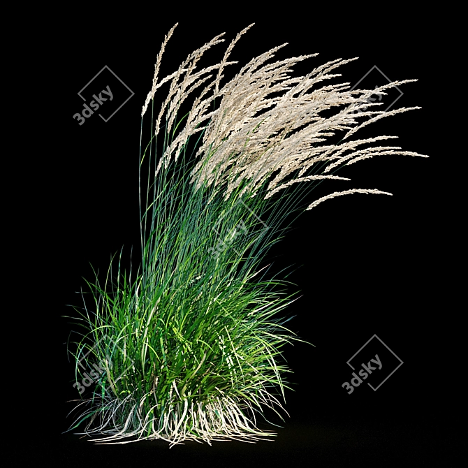 Graceful Feather Reed Grass 3D model image 19