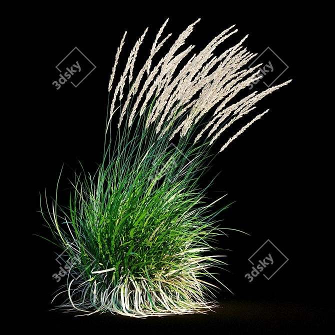 Graceful Feather Reed Grass 3D model image 20